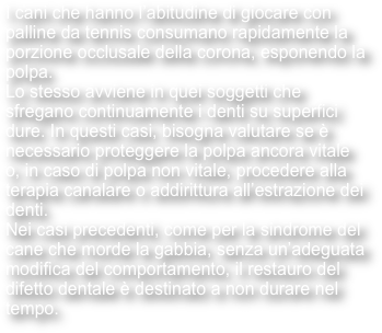 I cani che hanno l’abitudine di giocare con palline da tennis consumano rapidamente la porzione occlusale della corona, esponendo la polpa.
Lo stesso avviene in quei soggetti che sfregano continuamente i denti su superfici dure. In questi casi, bisogna valutare se è necessario proteggere la polpa ancora vitale o, in caso di polpa non vitale, procedere alla terapia canalare o addirittura all’estrazione dei denti.
Nei casi precedenti, come per la sindrome del cane che morde la gabbia, senza un’adeguata modifica del comportamento, il restauro del difetto dentale è destinato a non durare nel tempo.
