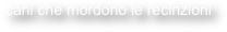 cani che mordono le recinzioni
