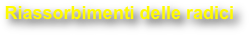 Riassorbimenti delle radici 