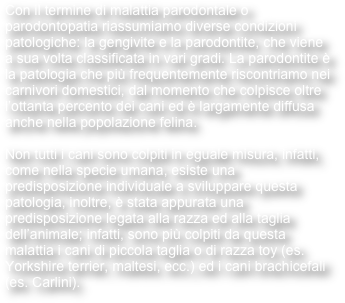Con il termine di malattia parodontale o parodontopatia riassumiamo diverse condizioni patologiche: la gengivite e la parodontite, che viene a sua volta classificata in vari gradi. La parodontite è la patologia che più frequentemente riscontriamo nei carnivori domestici, dal momento che colpisce oltre l’ottanta percento dei cani ed è largamente diffusa anche nella popolazione felina.

Non tutti i cani sono colpiti in eguale misura, infatti, come nella specie umana, esiste una predisposizione individuale a sviluppare questa patologia, inoltre, è stata appurata una predisposizione legata alla razza ed alla taglia dell’animale; infatti, sono più colpiti da questa malattia i cani di piccola taglia o di razza toy (es. Yorkshire terrier, maltesi, ecc.) ed i cani brachicefali (es. Carlini).