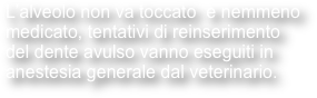 L’alveolo non va toccato  e nemmeno medicato, tentativi di reinserimento del dente avulso vanno eseguiti in anestesia generale dal veterinario.