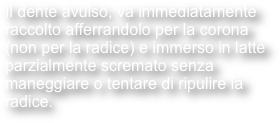 Il dente avulso, va immediatamente raccolto afferrandolo per la corona (non per la radice) e immerso in latte parzialmente scremato senza maneggiare o tentare di ripulire la radice.