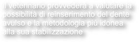 Il veterinario provvederà a valutare la possibilità di reinserimento del dente avulso e la metodologia più idonea alla sua stabilizzazione